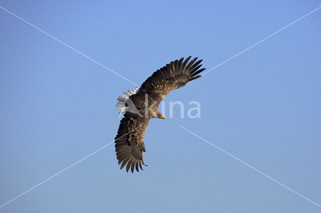 Zeearend (Haliaeetus albicilla)