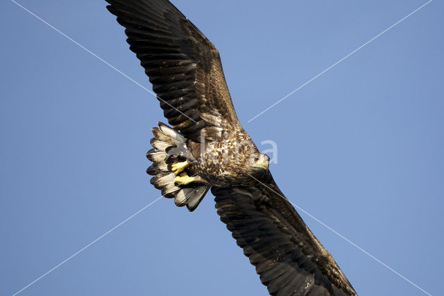 Zeearend (Haliaeetus albicilla)