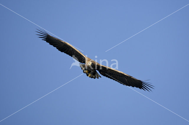 Zeearend (Haliaeetus albicilla)