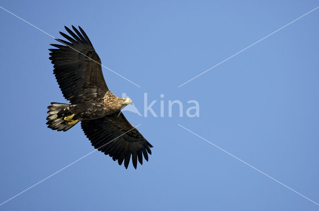 Zeearend (Haliaeetus albicilla)