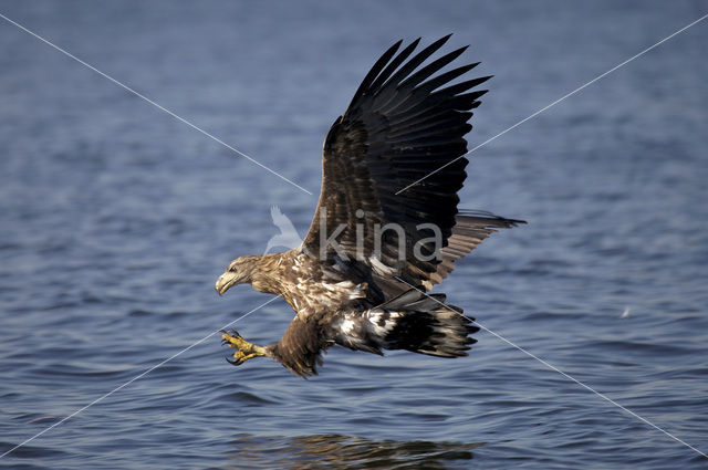 Zeearend (Haliaeetus albicilla)