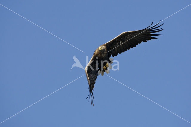 Zeearend (Haliaeetus albicilla)