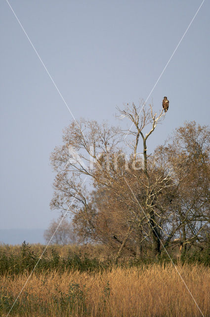 Zeearend (Haliaeetus albicilla)