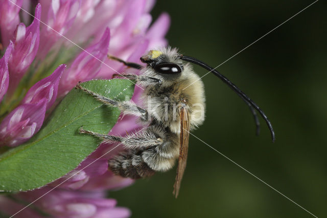 Zuidelijke langhoornbij (Eucera nigrescens)