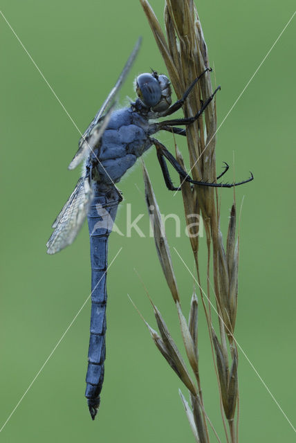 Skimmer (Orthetrum brunneum)