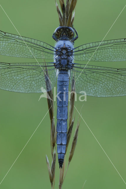 Skimmer (Orthetrum brunneum)