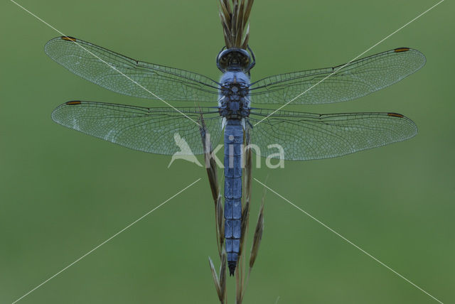 Zuidelijke oeverlibel (Orthetrum brunneum)