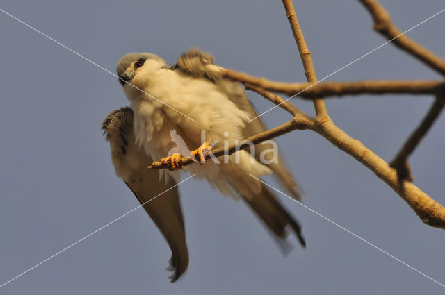 Swallow-tailed Kite (Elanoides forficatus)