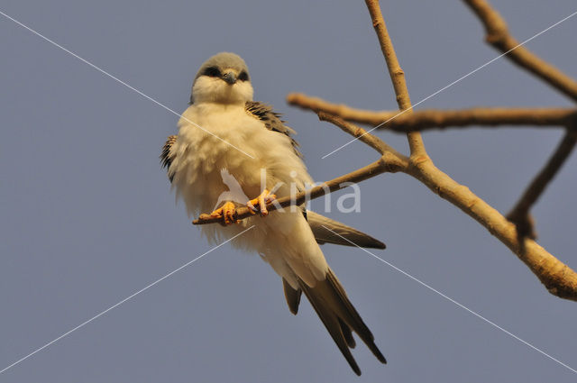 Swallow-tailed Kite (Elanoides forficatus)