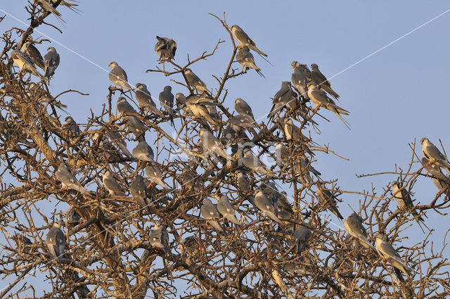 Swallow-tailed Kite (Elanoides forficatus)