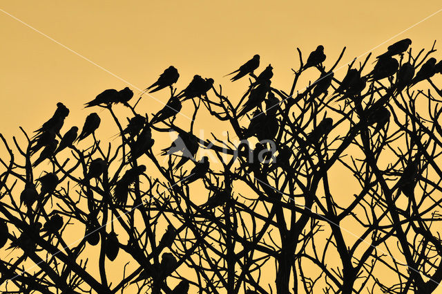 Swallow-tailed Kite (Elanoides forficatus)