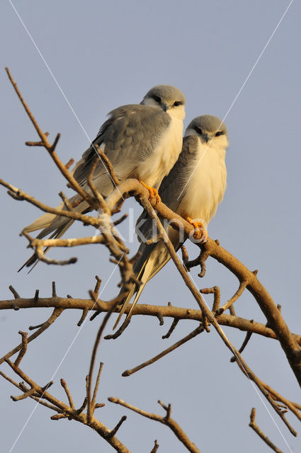 Swallow-tailed Kite (Elanoides forficatus)