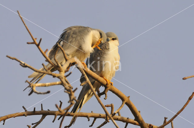 Swallow-tailed Kite (Elanoides forficatus)