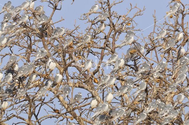 Swallow-tailed Kite (Elanoides forficatus)