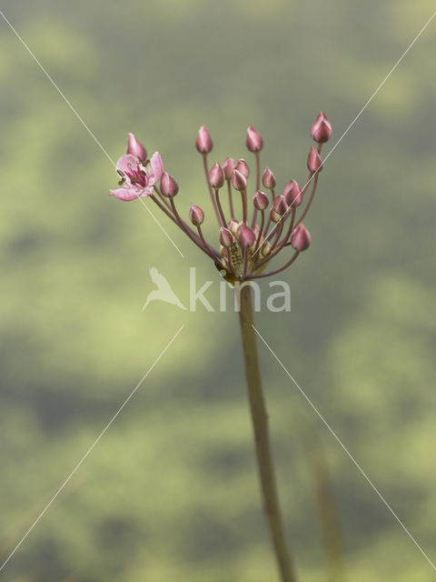 Zwanenbloem (Butomus umbellatus)