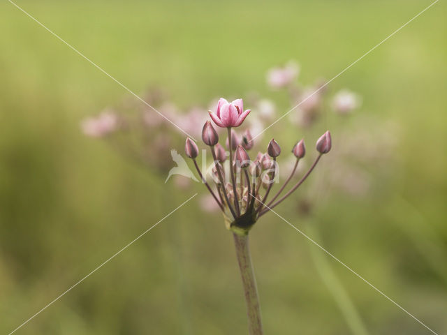 Zwanenbloem (Butomus umbellatus)