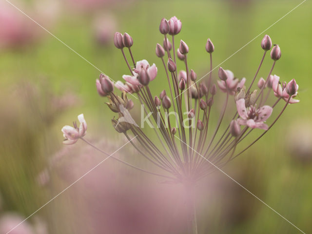 Zwanenbloem (Butomus umbellatus)