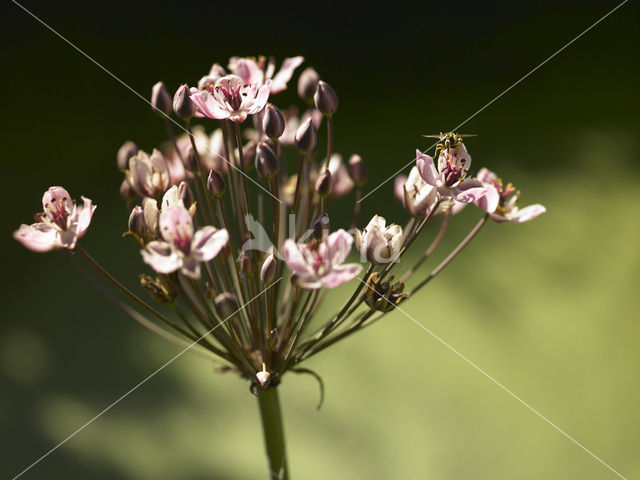 Zwanenbloem (Butomus umbellatus)