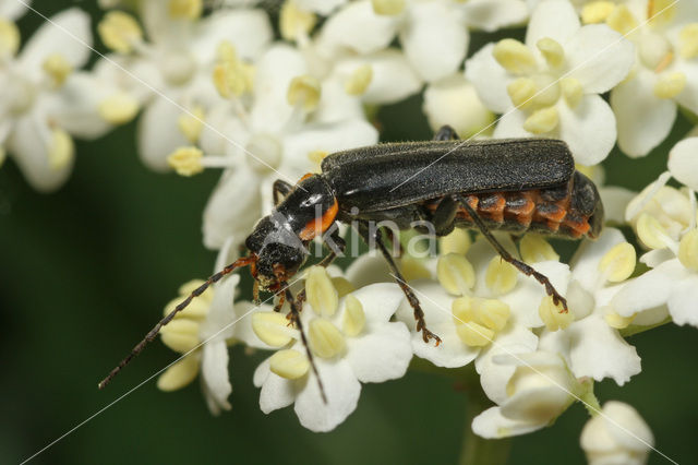 Zwart Soldaatje (Cantharis obscura)