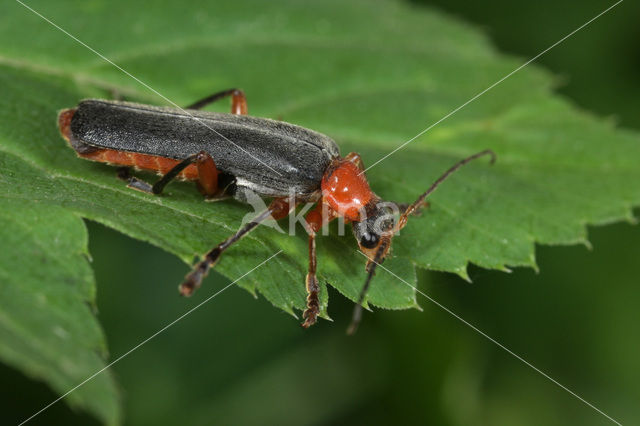 Zwart Soldaatje (Cantharis pellucida)