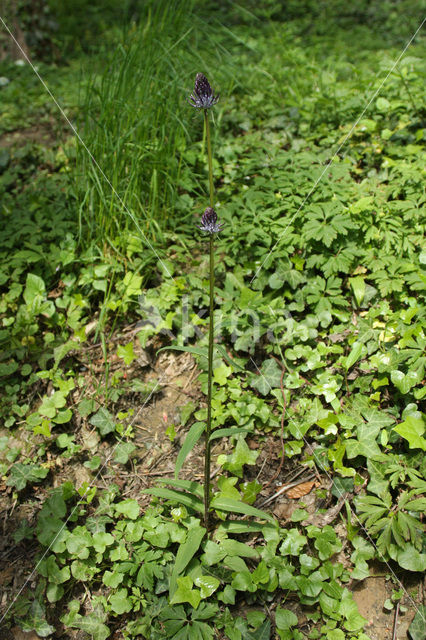 Zwartblauwe rapunzel (Phyteuma spicatum ssp.nigrum)