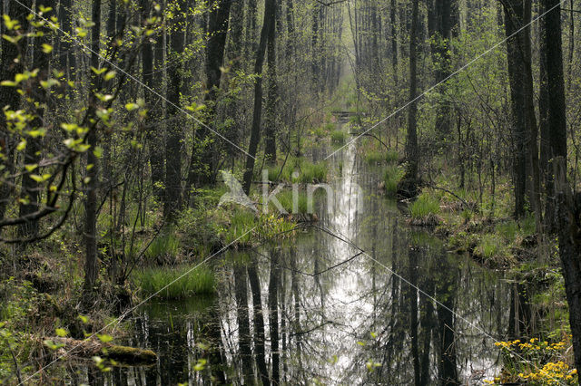 black alder (Alnus glutinosa)