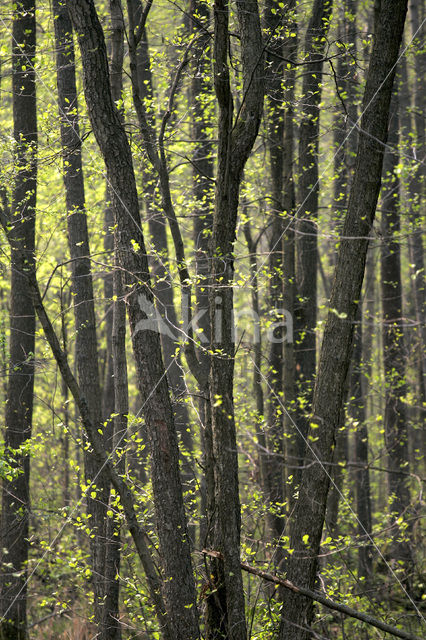 black alder (Alnus glutinosa)