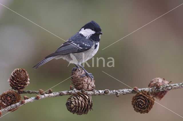 Zwarte Mees (Parus ater)