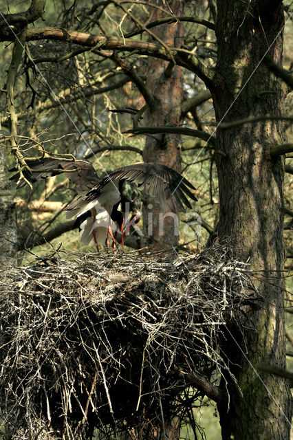 Black Stork (Ciconia nigra)