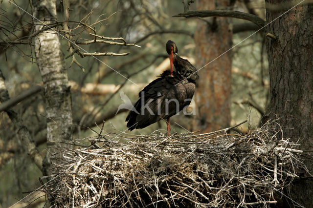 Black Stork (Ciconia nigra)