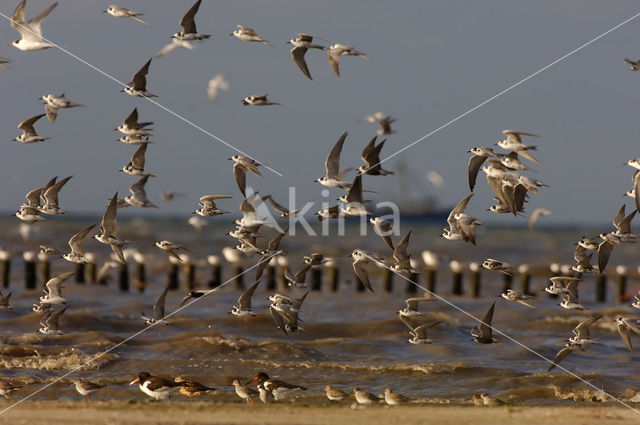 Black Tern (Chlidonias niger)