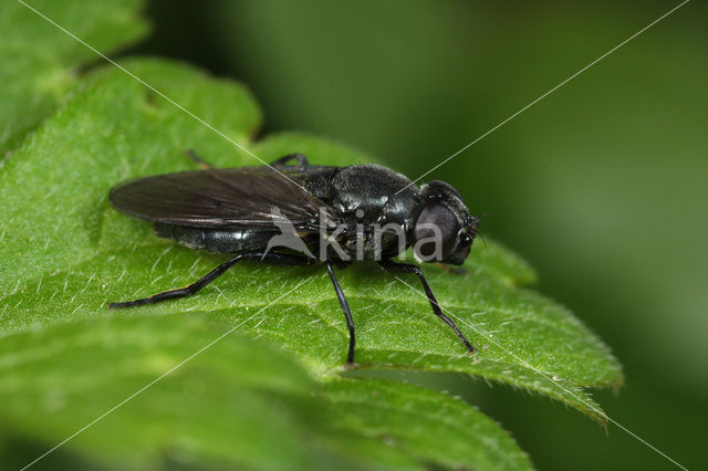 Zwartpootgitje (Cheilosia nigripes)