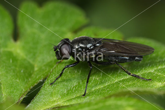 Zwartpootgitje (Cheilosia nigripes)