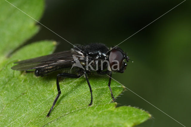 Zwartpootgitje (Cheilosia nigripes)