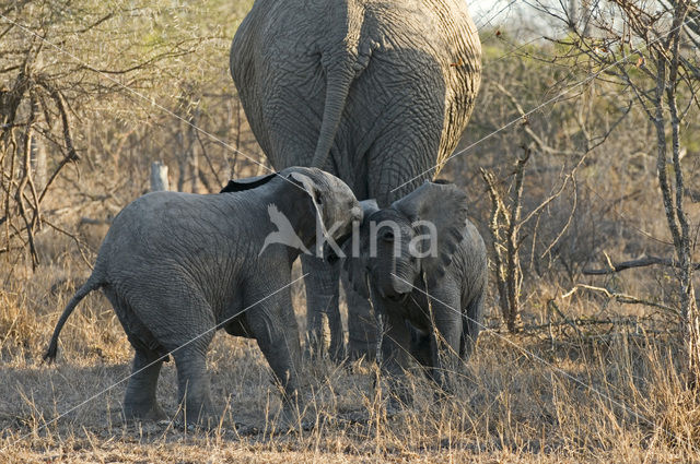African elephant (Loxodonta africana)