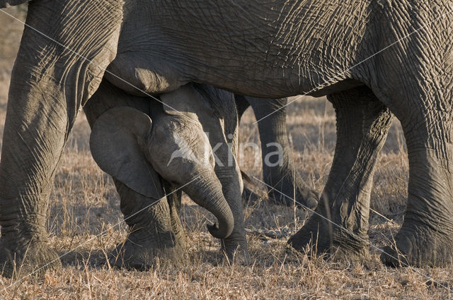 African elephant (Loxodonta africana)