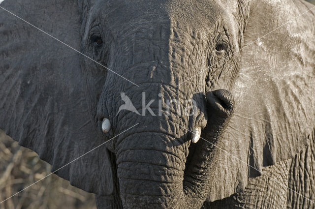 African elephant (Loxodonta africana)