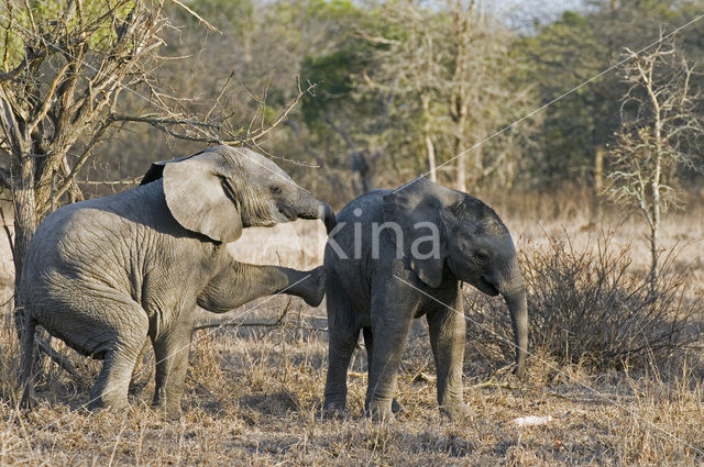 African elephant (Loxodonta africana)