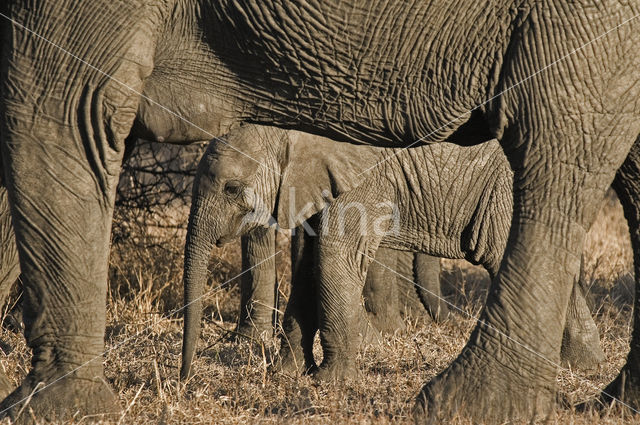 Afrikaanse olifant (Loxodonta africana)