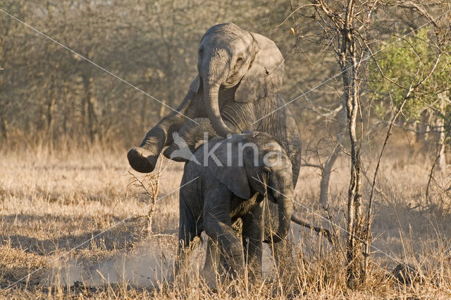 African elephant (Loxodonta africana)
