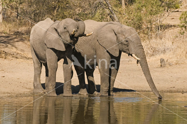 African elephant (Loxodonta africana)