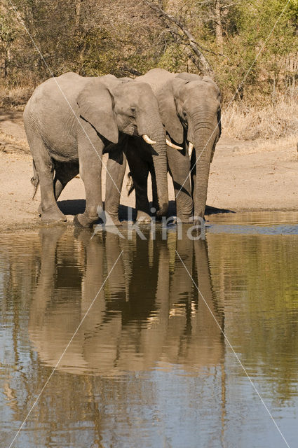 Afrikaanse olifant (Loxodonta africana)