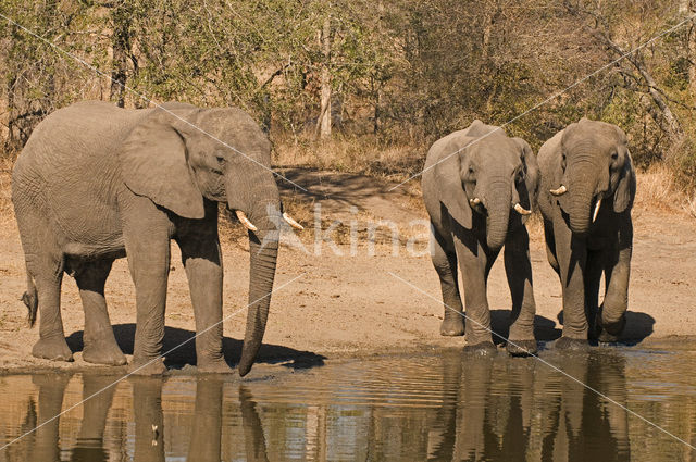 Afrikaanse olifant (Loxodonta africana)