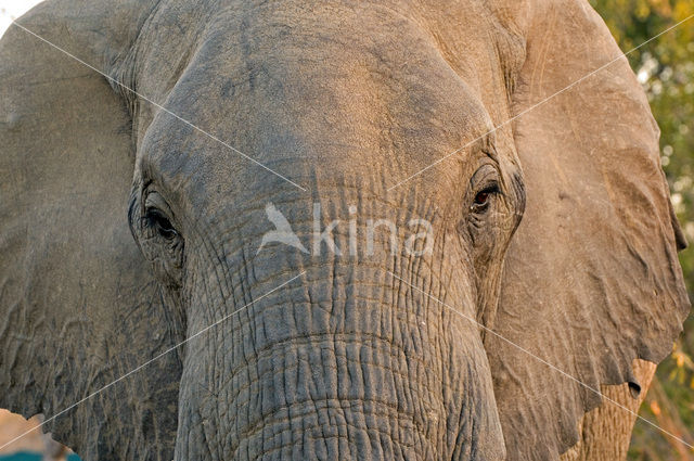 African elephant (Loxodonta africana)