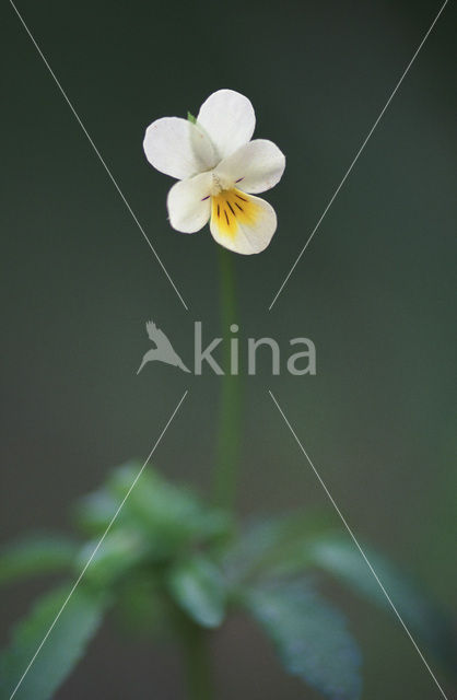 Field Pansy (Viola arvensis)