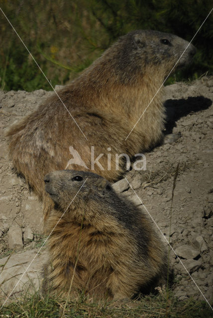 Alpenmarmot