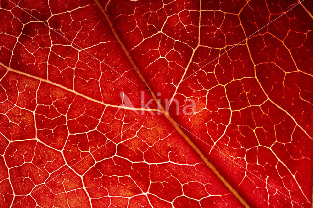 sweetgum (Liquidambar styraciflua)