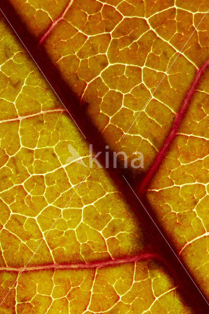 sweetgum (Liquidambar styraciflua)