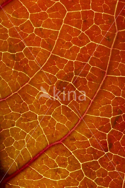 Amberboom (Liquidambar styraciflua)