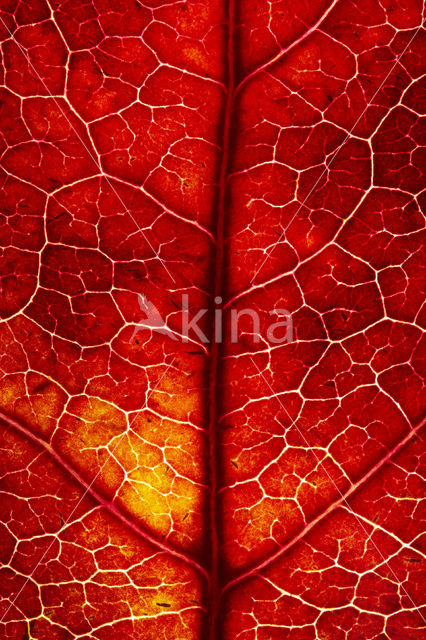 sweetgum (Liquidambar styraciflua)